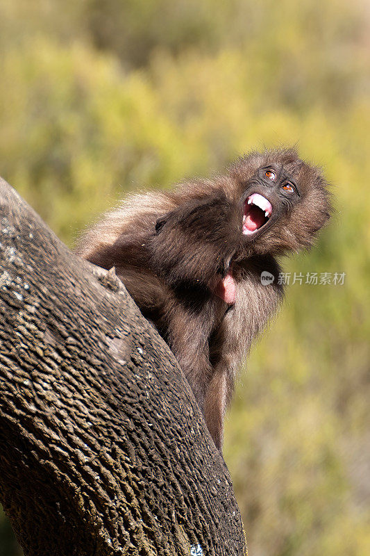 A young Gelada male playing in the Simien Mountains - Ethiopia